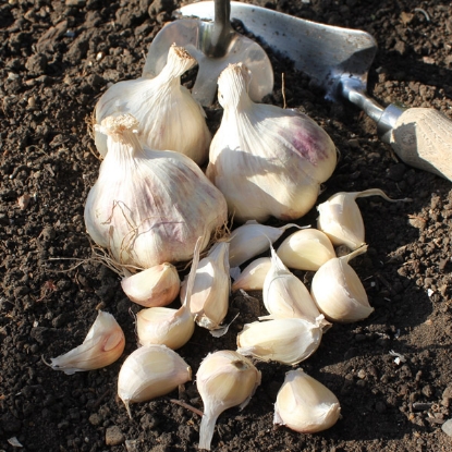 Picture of Garlic Bulbs Maddock Wight (Softneck) - Delivery From Mid Oct
